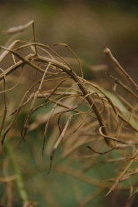 Tiges de choux portant ses graines matures dans des cosses protectrices.