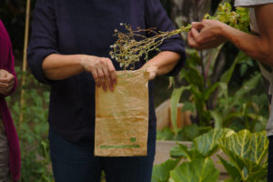Récolte et empaquetage dans un sac, des tiges de salades portant les graines.