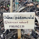 Chêne pédonculé