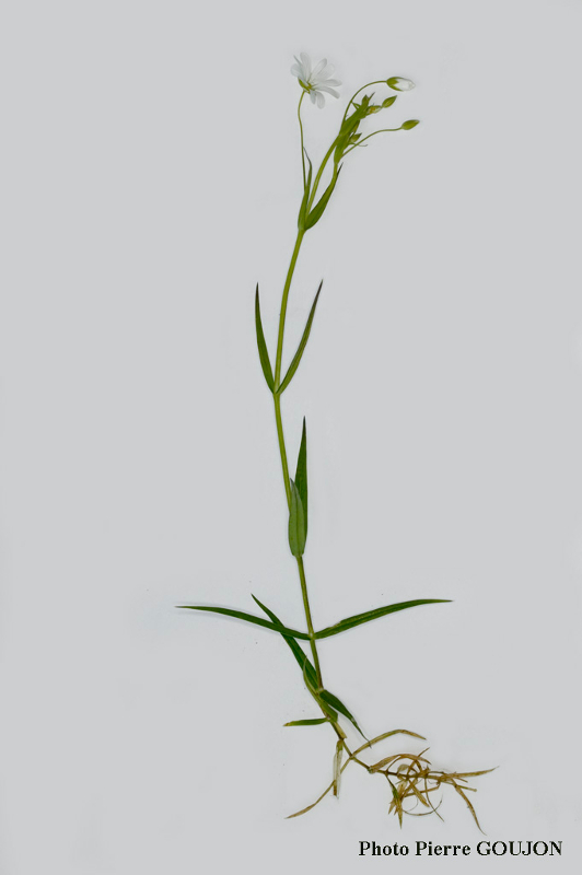 Plante recherchée isolée sur fond gris (4)
