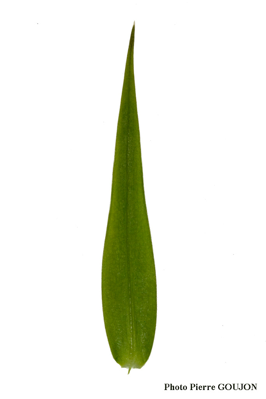 Détail des feuilles de la plante recherchée (4)