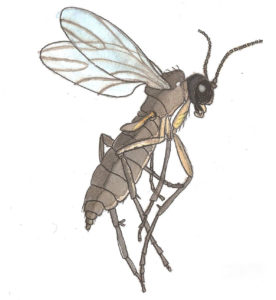 Formation Référent Compost : dessin d'observation d'une mouche à vinaigre.