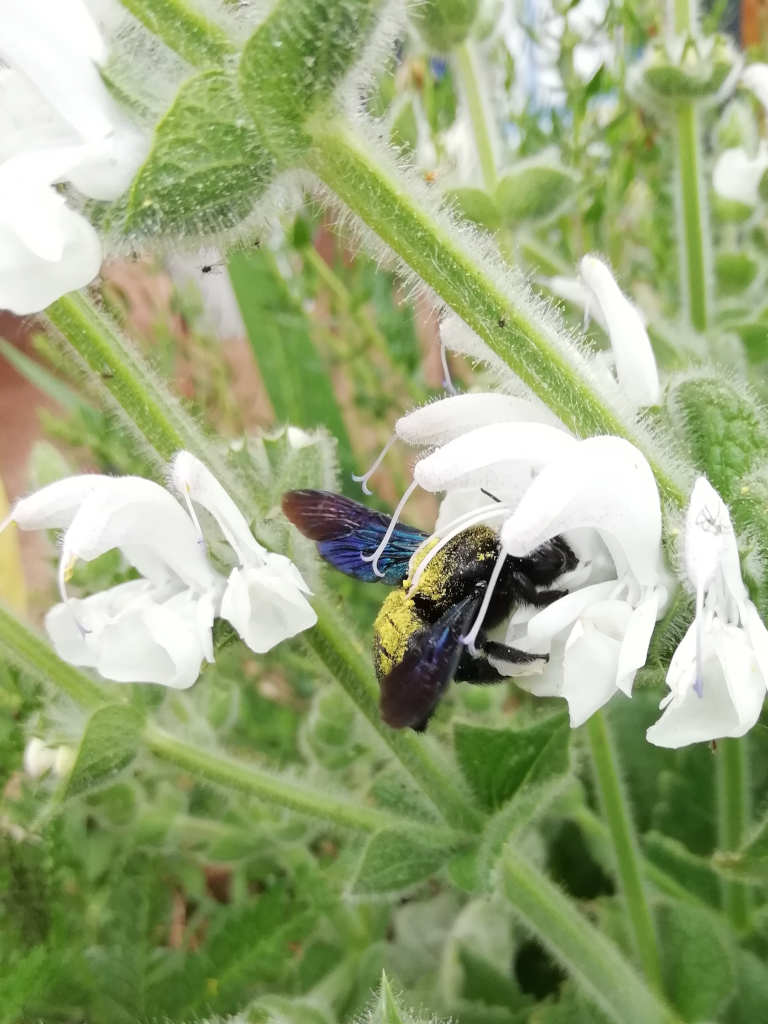 Abeille charpentière se régalant du nectar de la fleur de sauge argentée. Son dos est recouvert du pollen de la fleur.