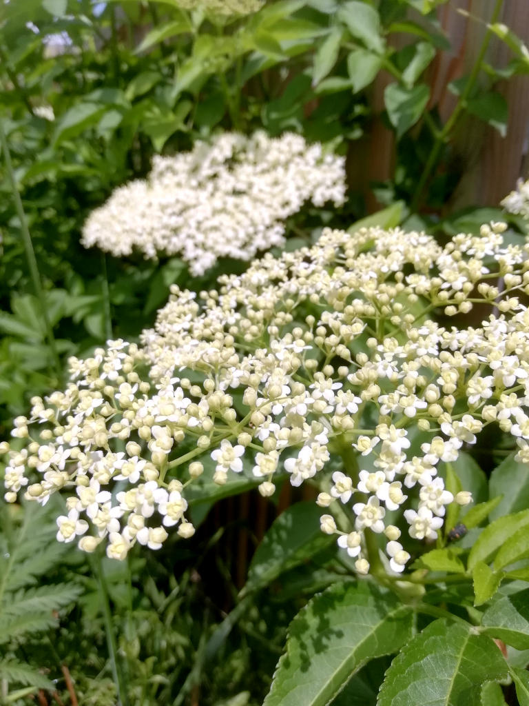 Fleurs blanches de sureau