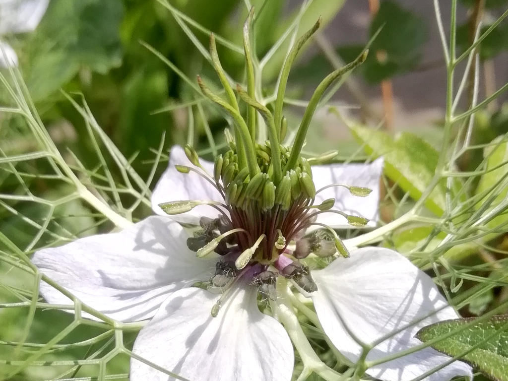 Fleur de nigelle de Damas blanche en gros plan