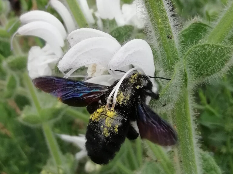 Xylocope (abeille charpentière) en gros plan dans une fleur de sauge argentée. Les pistils s'appuient dans le dos de l'abeille lorsque celle-ci vient manger le nectar au fond de la fleur. Cela s'appelle en biologie du mutualisme (les anglo-fans appelleraient ça une relation win-win)