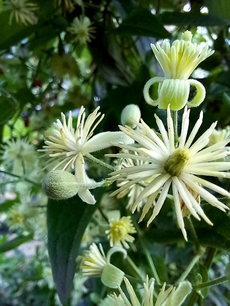 Fleurs blanches de l'herbe au gueux, ou clématite des bois (Clematis vitalba).