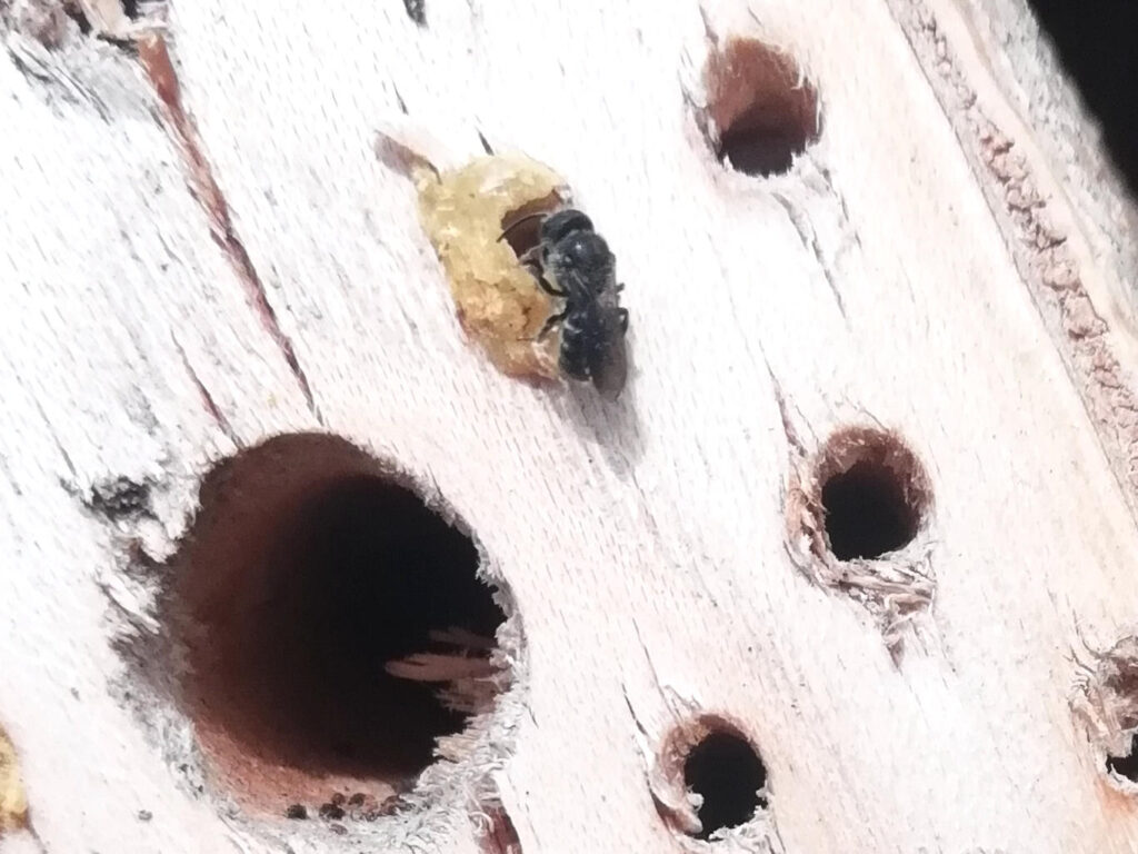 Petite abeille solitaire préparant sont nid en déposant de la nourriture, puis un œuf, puis une opercule pour le protéger. (elle peut le faire plusieurs fois dans un même tunnel, et même laisser des opercules vides pour tromper les prédateurs)
