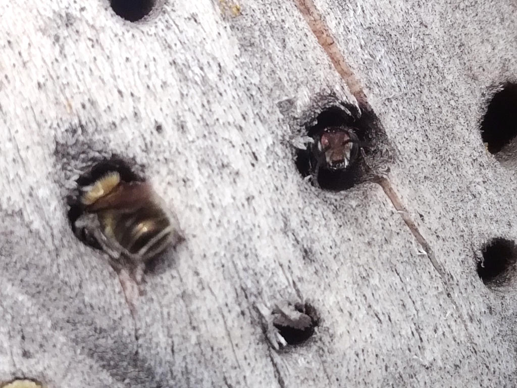 Vue de face d'une abeille solitaire sortant du tunnel d'un hôtel à insectes (outil idéal pour l'observation de ces petites abeilles). Une autre inspecte son futur nid, peut-être.