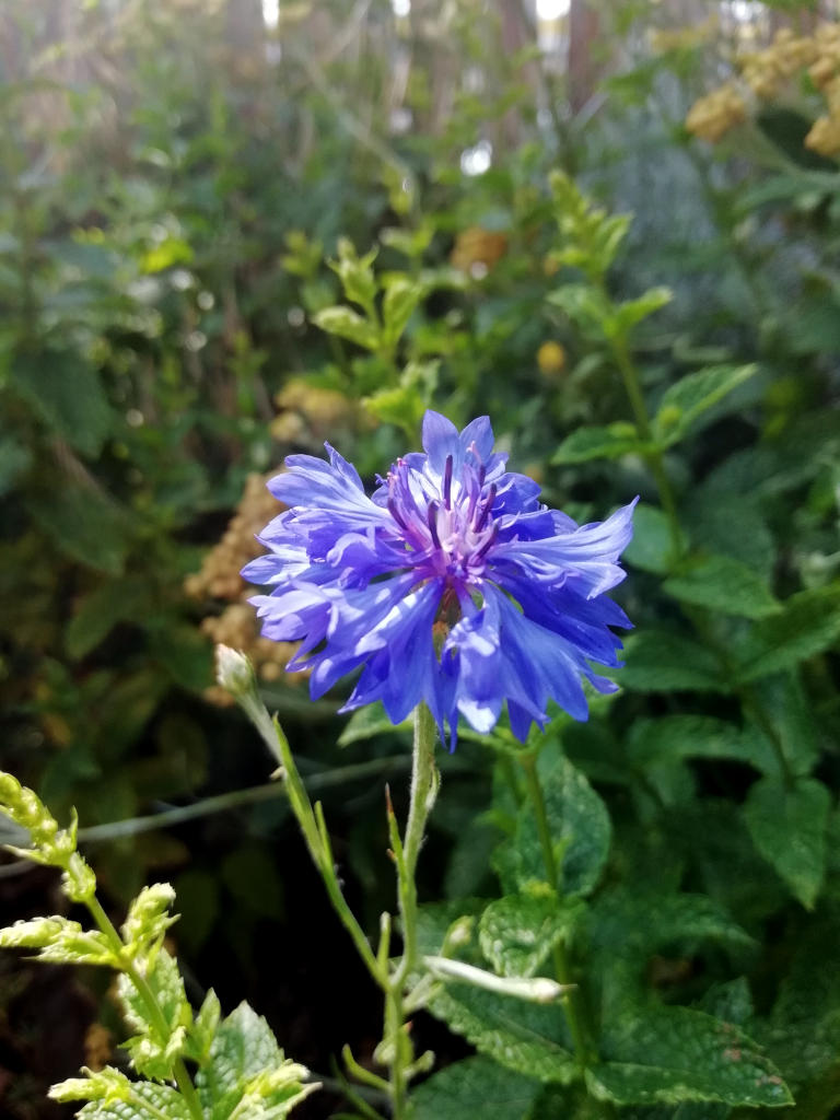 Fleur de bleuet des champs (Cyanus segetum) sur fond de menthe.