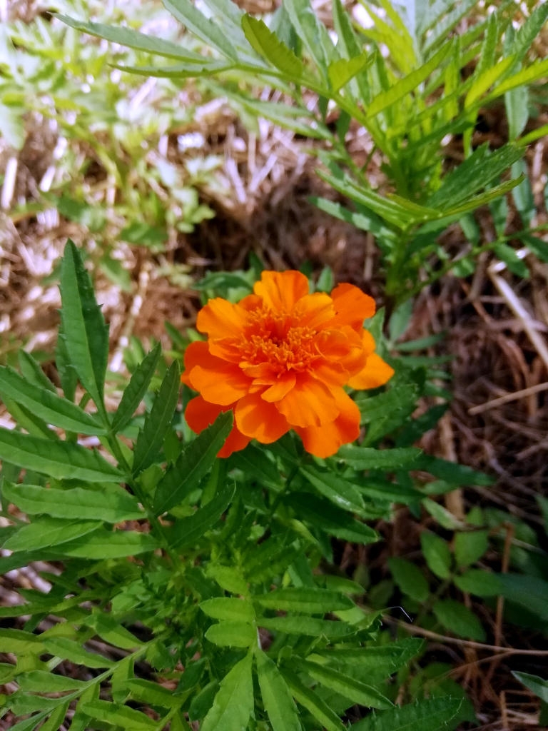 Fleur orange d’œillet d'Inde ou tagètes.
