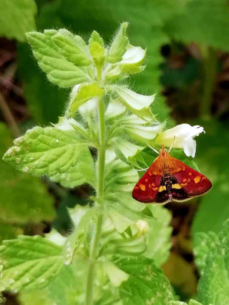 Magnifique papillon, à identifier, coloré de rouge, noire, jaune et brun sur des fleurs de lamier blanc (Lamium Album)