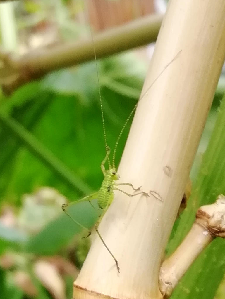 Petite sauterelle verte à identifier.