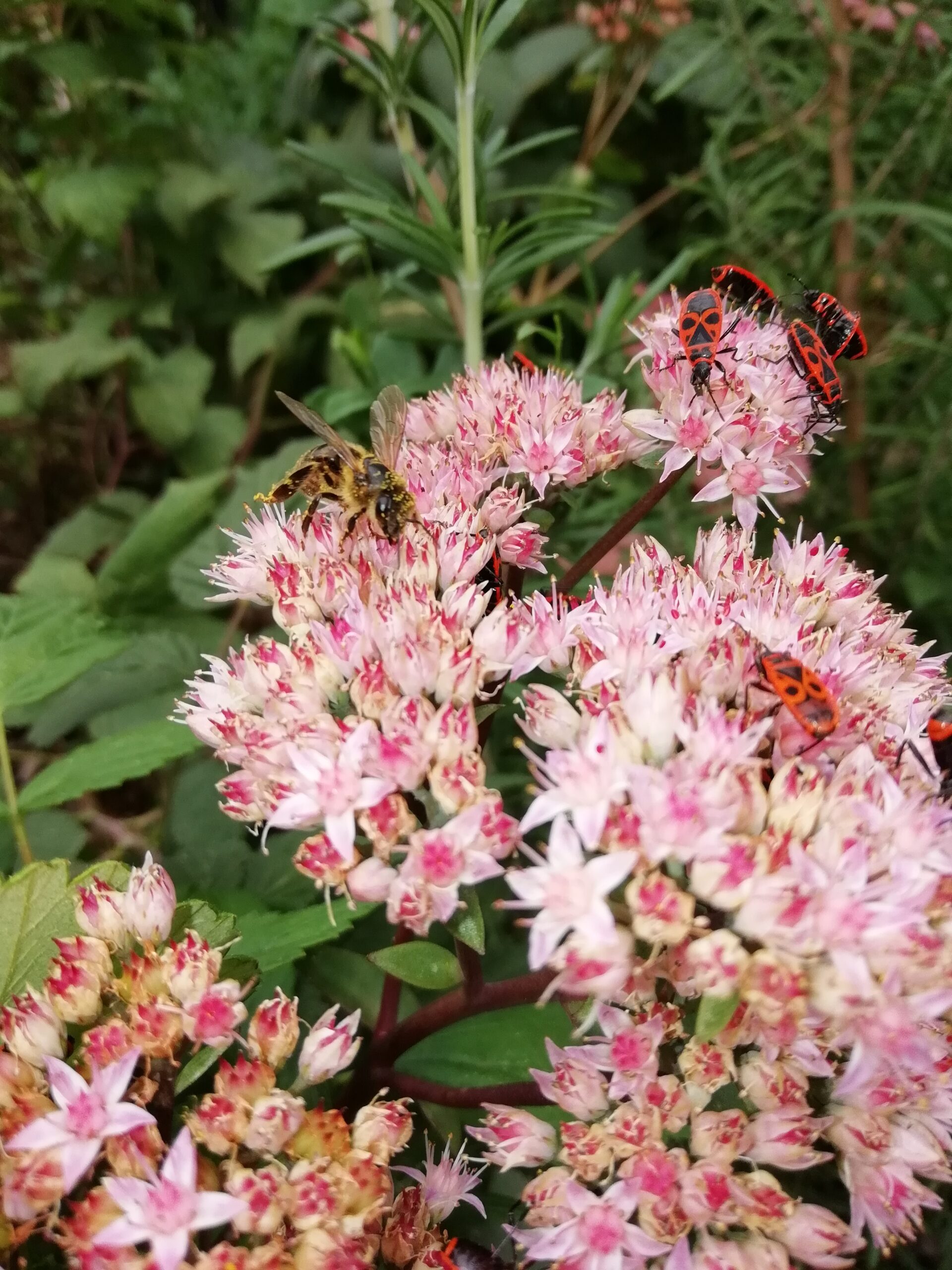 Abeille mellifère et gendarme.