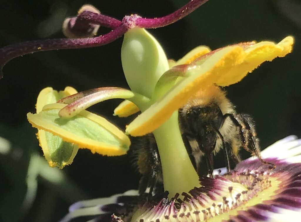 Abeille solitaire andrena fulva sur une fleure de passiflore.