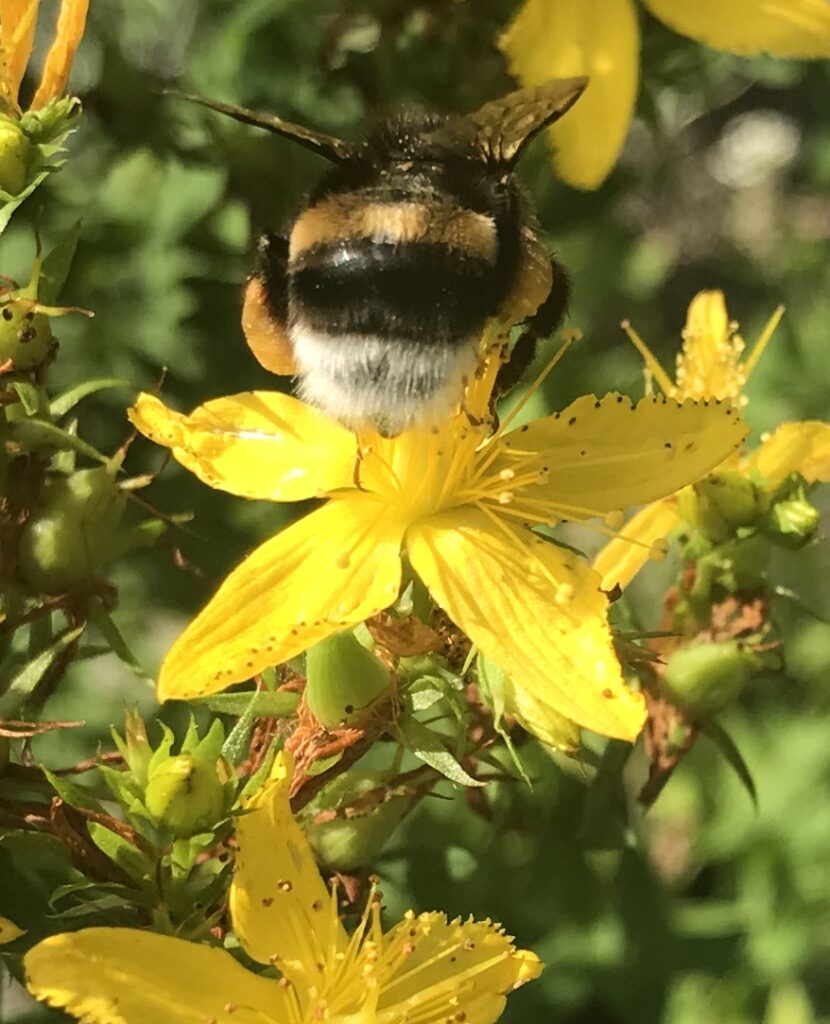 Bourdon lucorum sur une fleur de millepertuis