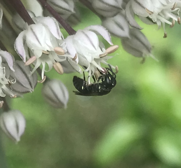 Butineuse sur une fleur de poireau (ordre des hyménoptères)
