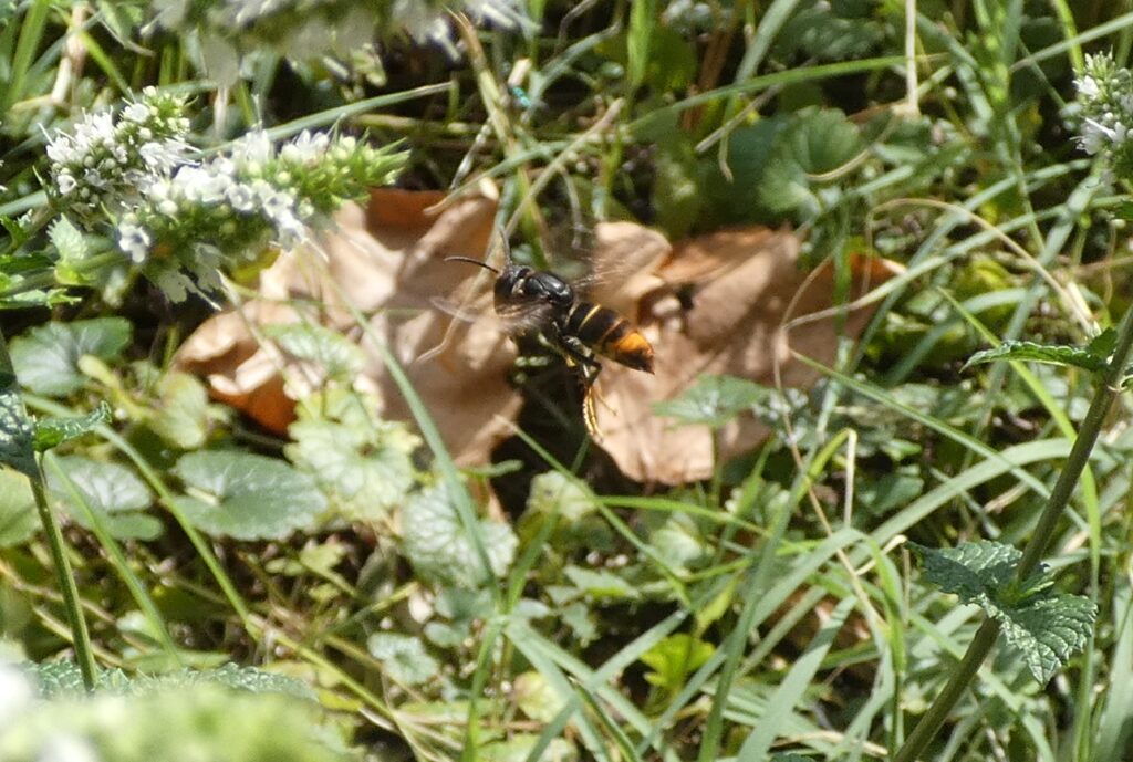Frelon asiatique à la chasse aux mouches (Vespa velutina)