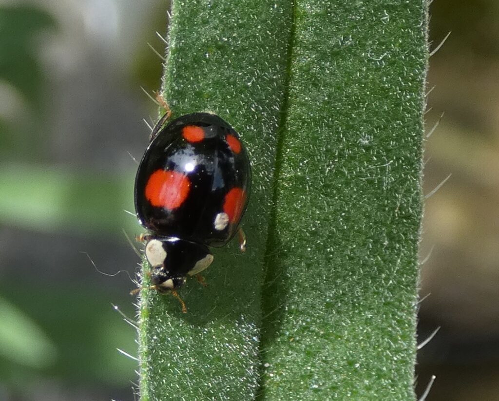 Coccinellidae adalia bipunctata, comme d'autres espèces, les coccinelles raffolent des pucerons présents sur les bourgeons des fleurs.