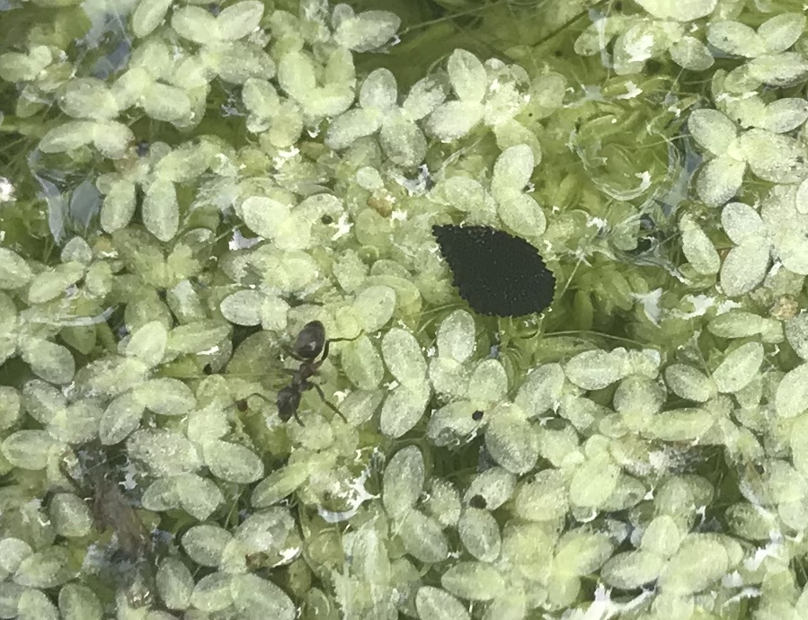 Fourmi en promenade sur un lit de lentilles d'eau dans la grande mare