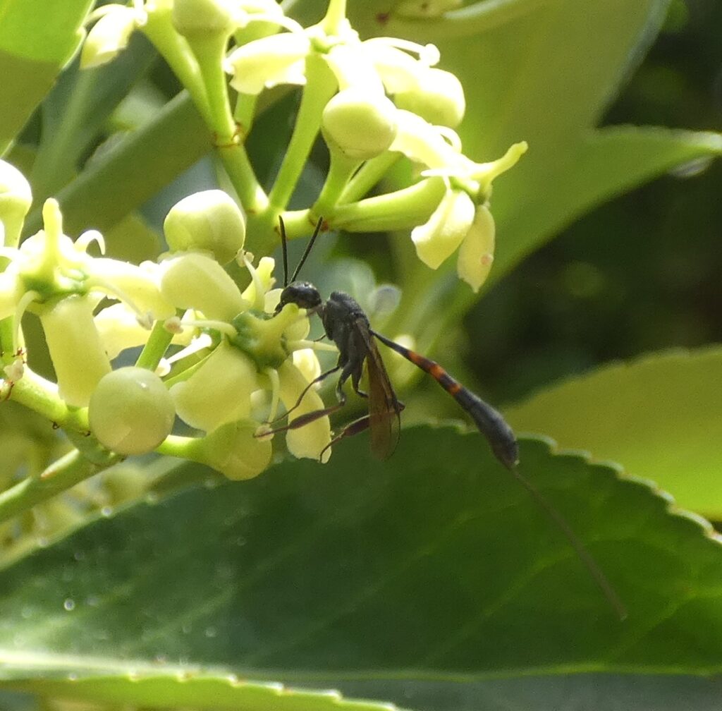 Gasteruption jaculator sur une fleur de fusain