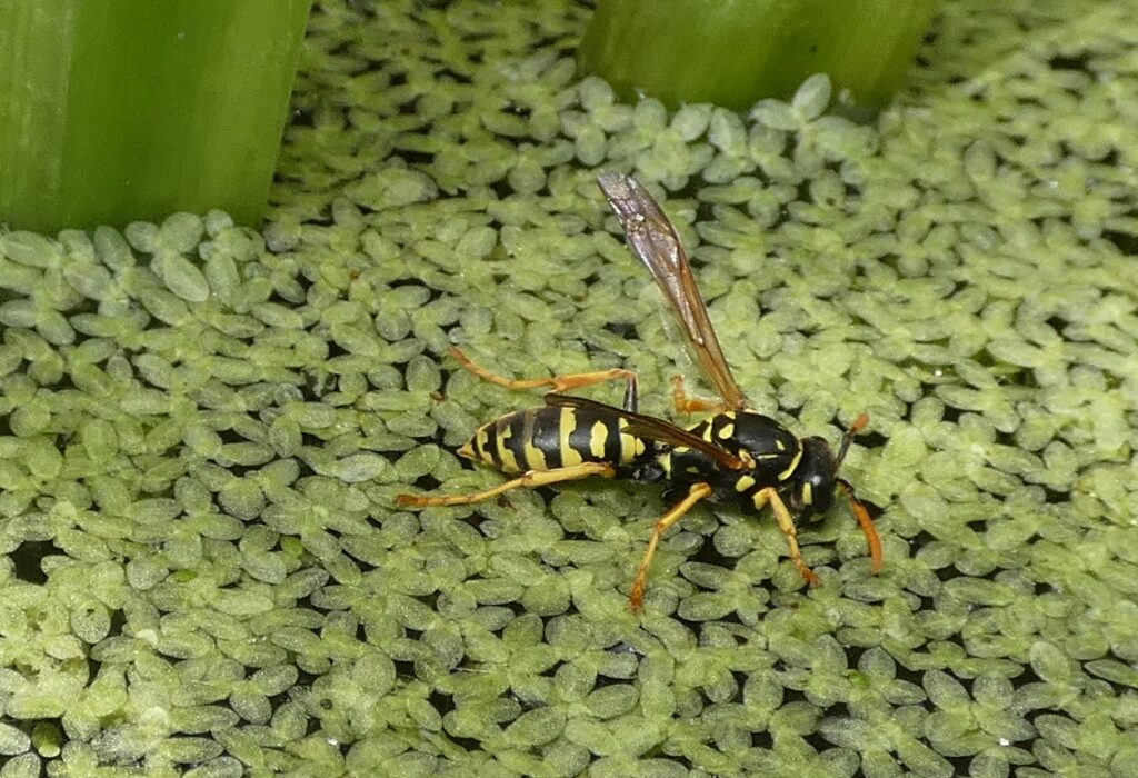 Guêpe polistes gallicus à la buvette sur des lentilles d'eau