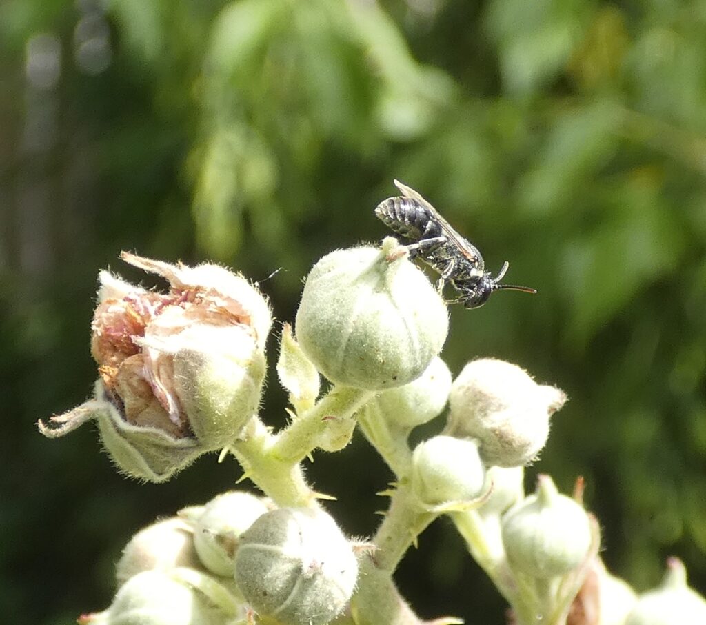 Mouche sur une fleur de ronce (ordre des hyménoptères)