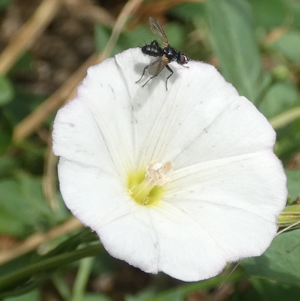 Muscidae hydrotaea irritans sur du liseron
