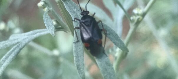 Orthocephalus saltator sur des fleurs d'absinthe