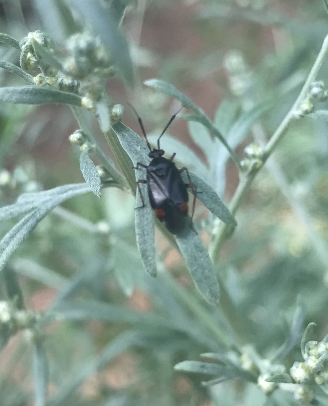 Orthocephalus saltator sur des fleurs d'absinthe