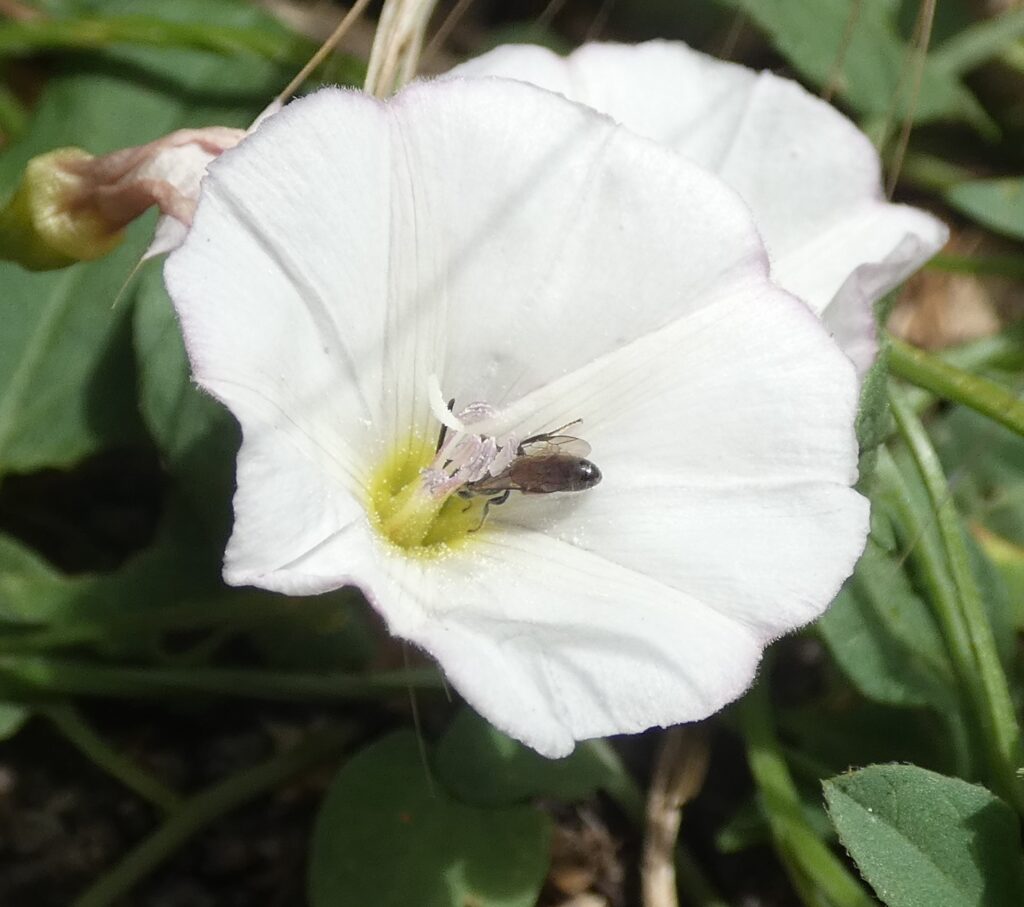 Petite abeille sur liseron
