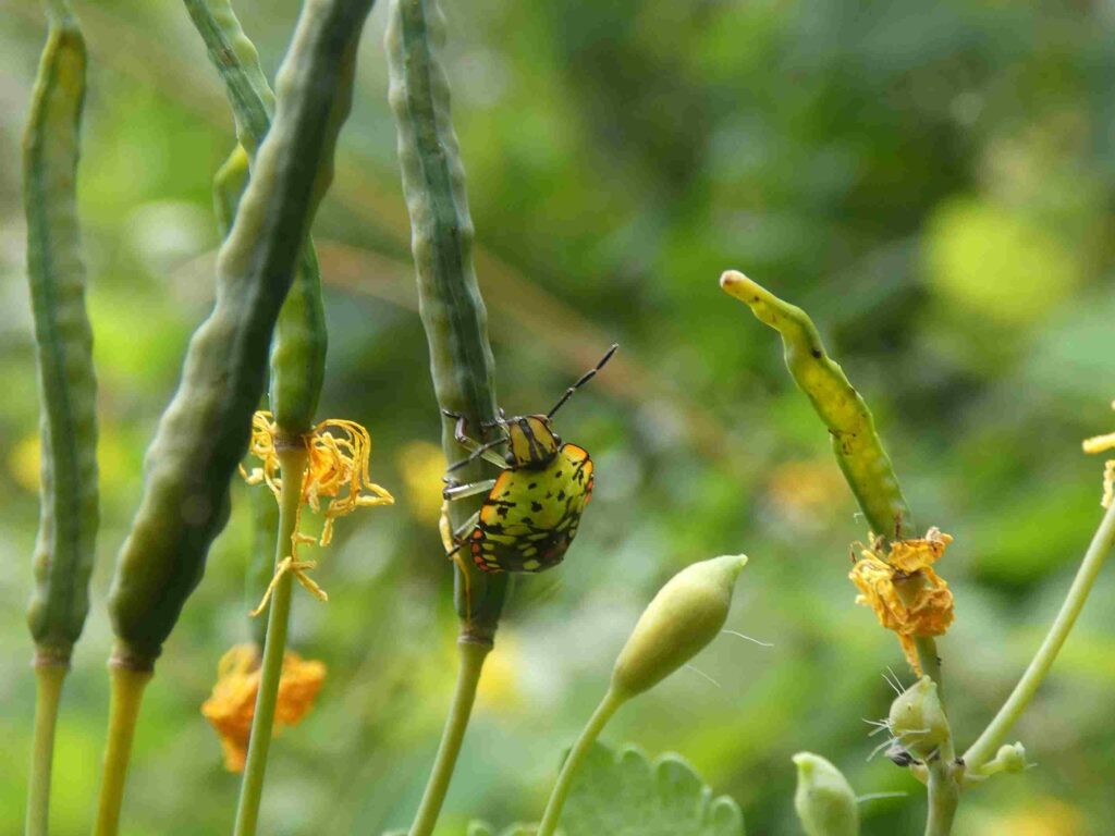 Punaise nezara viridula sur des fleurs fécondées de chélidoine