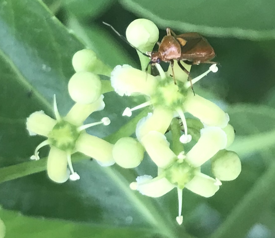 Punaise sur une fleur de fusain