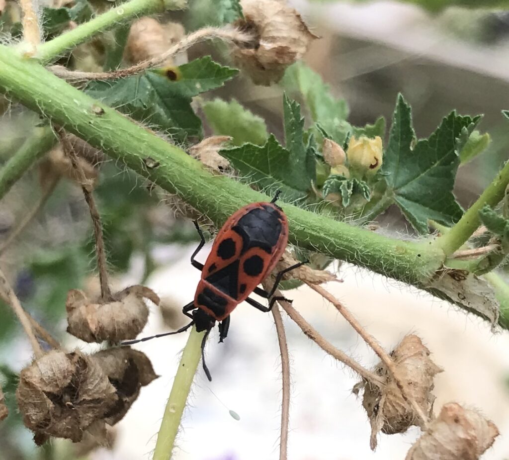Pyrrhocoris apterus sur une branche de mauve