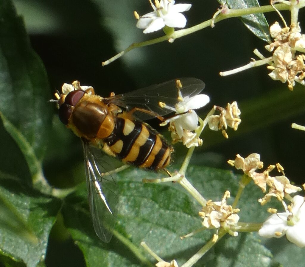 Syrphus ribesii (syrphe)