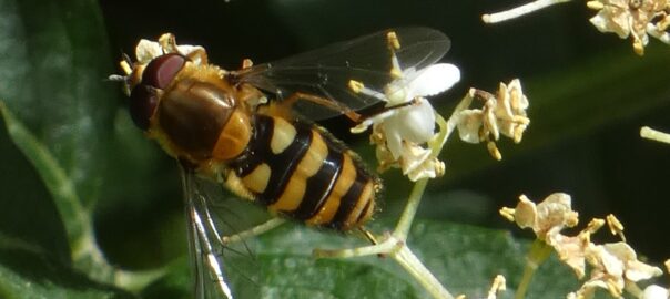 Syrphus ribesii (syrphe)