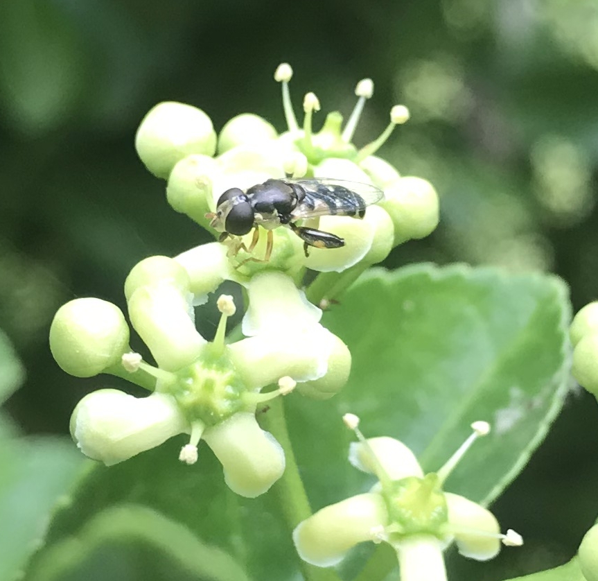 Syrphus ribesii sur du fusain