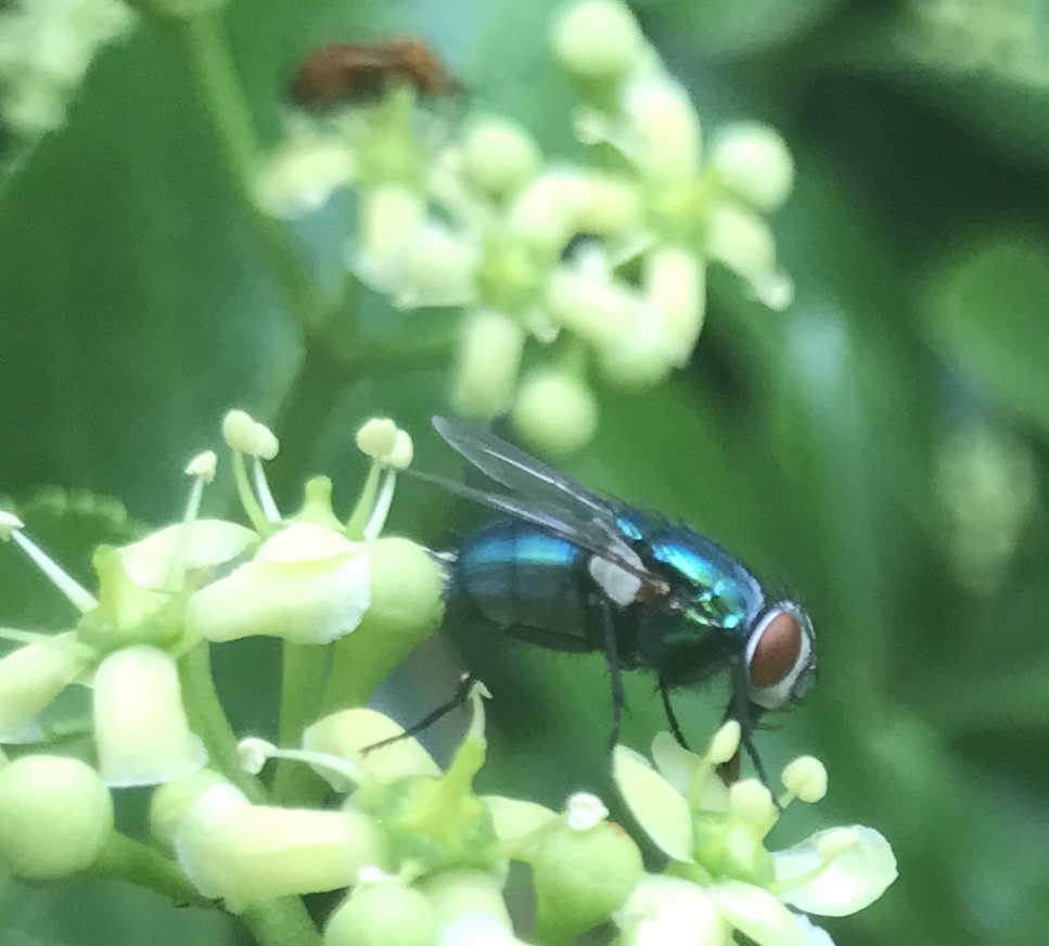 Tachninidae gymnochaeta viridis sur fusain